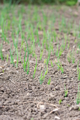 Young onions growing rows