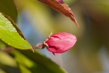 close up flower of apple-tree