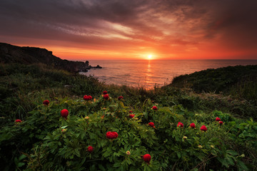 Magnificent sunrise view with beautiful wild peonies on the beach near Tylenovo, Bulgaria