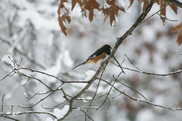 eastern towhee (1)