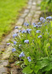 Myosotis , fleur bleu , jardin 