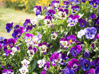 Obraz premium Pansy Viola tricolor flower bed in the garden