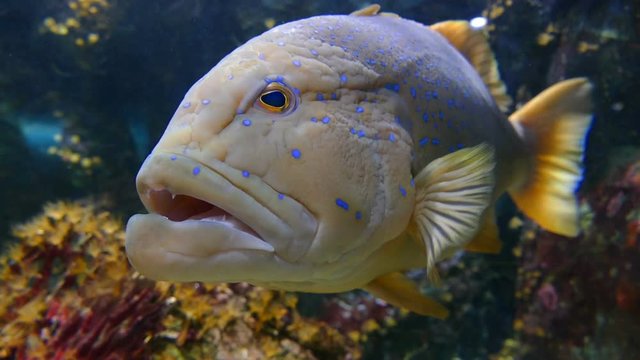 A Grouper in aquarium

