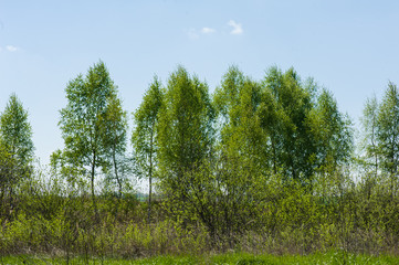 beautiful birch forest