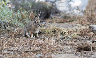 Portrait of a wild grey rabbit. Little hare in the forest running through the grass. 