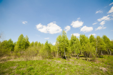 beautiful birch forest