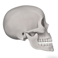 3d renderings of female skull
