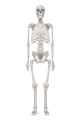 3d renderings of human skeleton