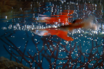 Fish in aquarium