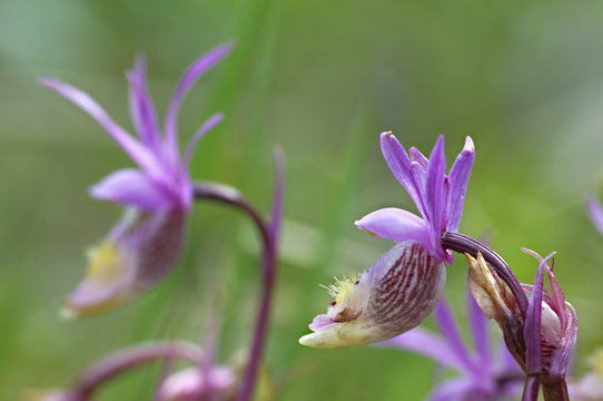 Wild orchids, Emerald Lake