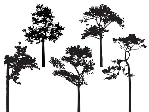 Sumatran pine tree silhouette vector.
