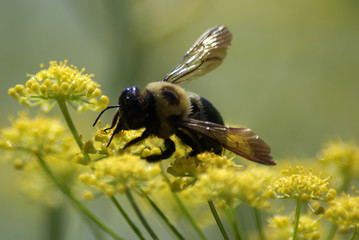 Bee