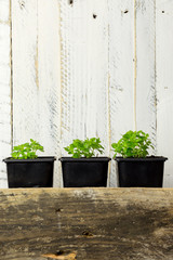 Naklejka premium Young Green Shoots of Greek Basil Herb White Background