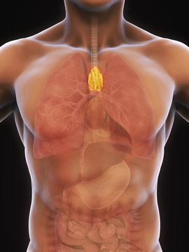 Human Thymus Anatomy Illustration. 3D render