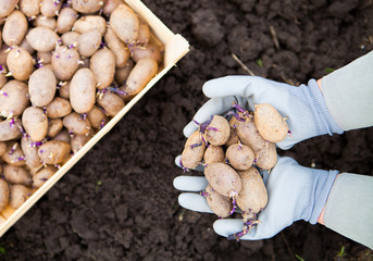 Close-up of germinating potatoes in the woman farmer hands