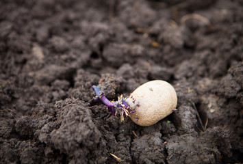 Prepared germinating potato in the planting process