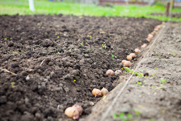  Finished process of planting potato field in the vegetable gard