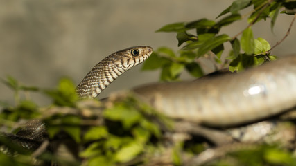 The brown snake