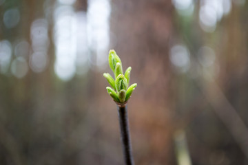 new leaves on the trees