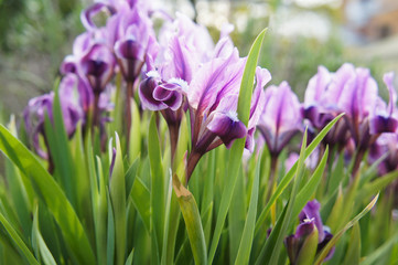 Purple irises flowers in green grass