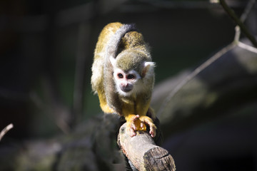 Common squirrel monkey, Saimiri sciureus live in large families