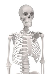 3d renderings of female skeleton