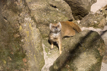 Yellow mongoose, Cynictis penicillata is agile carnivores and are still looking for food