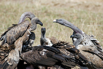 Group vultures eating dead animals in the African savanna