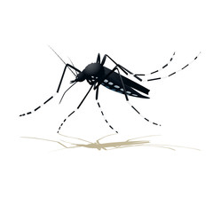  Aegypti mosquito