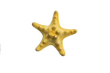 Starfish isolated on white background
