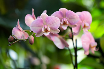 Naklejka na ściany i meble Pink phalaenopsis orchid