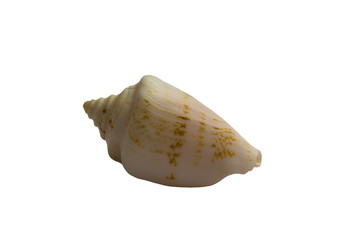 Seashell isolated on white background