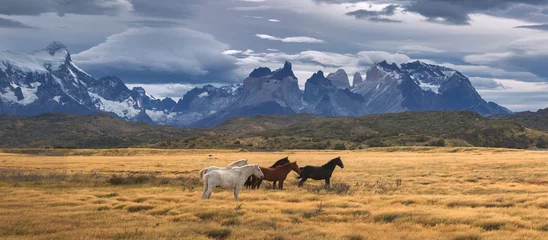 Fotobehang Torres del Paine National Park, Patagonia, Chile © sunsinger