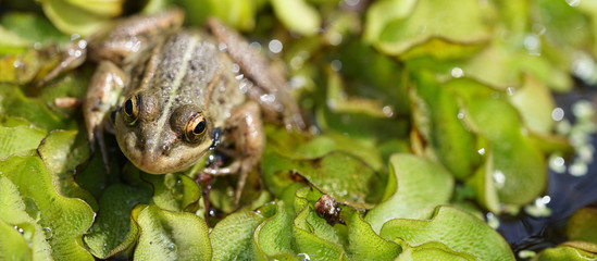 frog with golden eyes