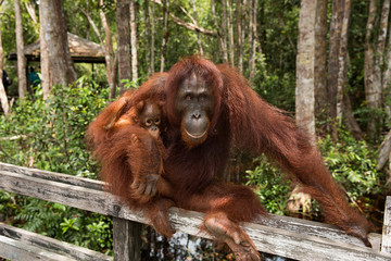 Orangután con su cría en Borneo. 2