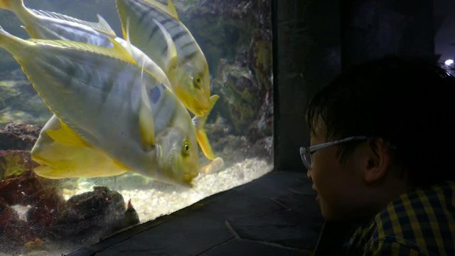 Young asian boy watching fich in aquarium

