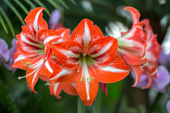 Hippeastrum Amaryllis red flowers