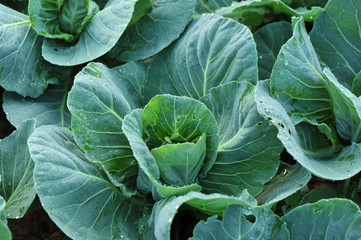 green cabbage in growth at vegetable garden
