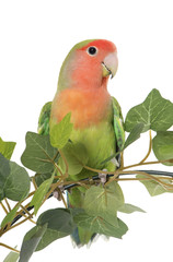 lovebird perching on leaf