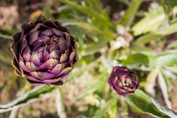 Obraz premium Carciofi