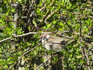 Tree Sparrow