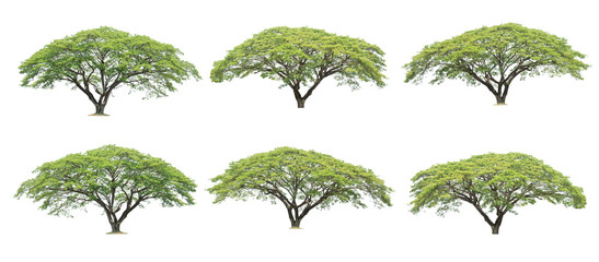 set of six big green trees isolated on white background