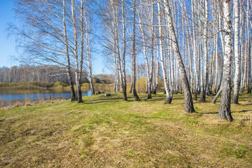 forest on the shore of  lake in spring