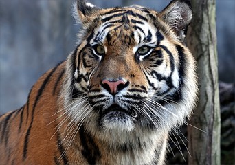 Fototapeta na wymiar Animal - Tiger