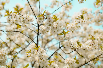 Spring blossom in sun