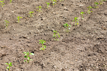 Orto con piantine di peperoni in fila