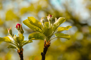 Spring blossom in sun