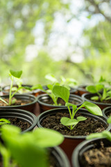 Pitunia seedlings in plastic flower pots