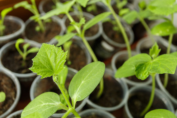 Green Cucumber seedling in the pots