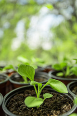 Pitunia seedlings in plastic flower pots
